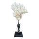 Natural ancient white coral on a black wood base curiosity cabinet