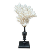 Natural ancient white coral on a black wood base curiosity cabinet
