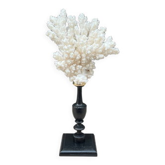 Natural ancient white coral on a black wood base curiosity cabinet