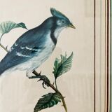 Bird setting