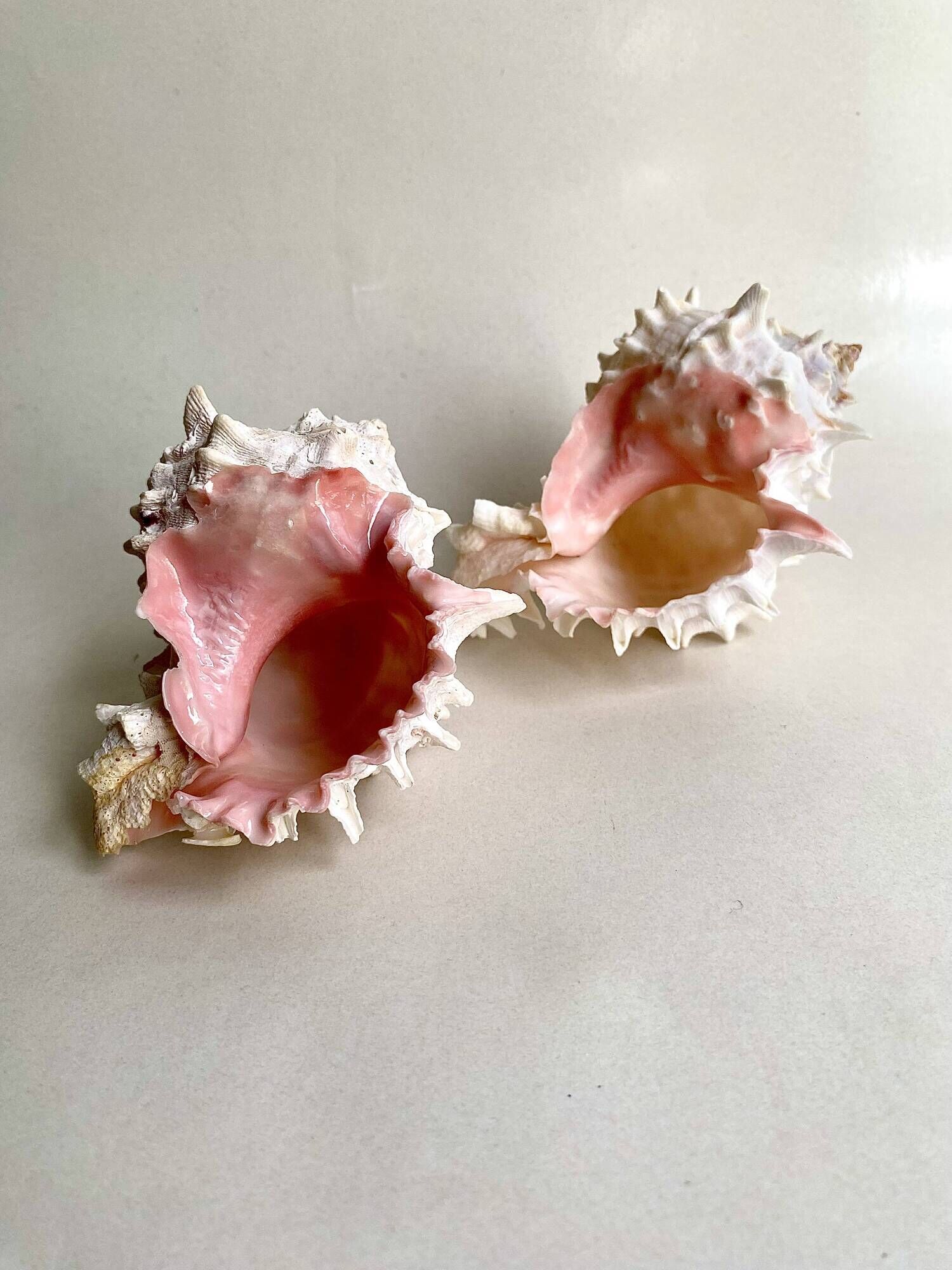 Set Murex Rameux shells