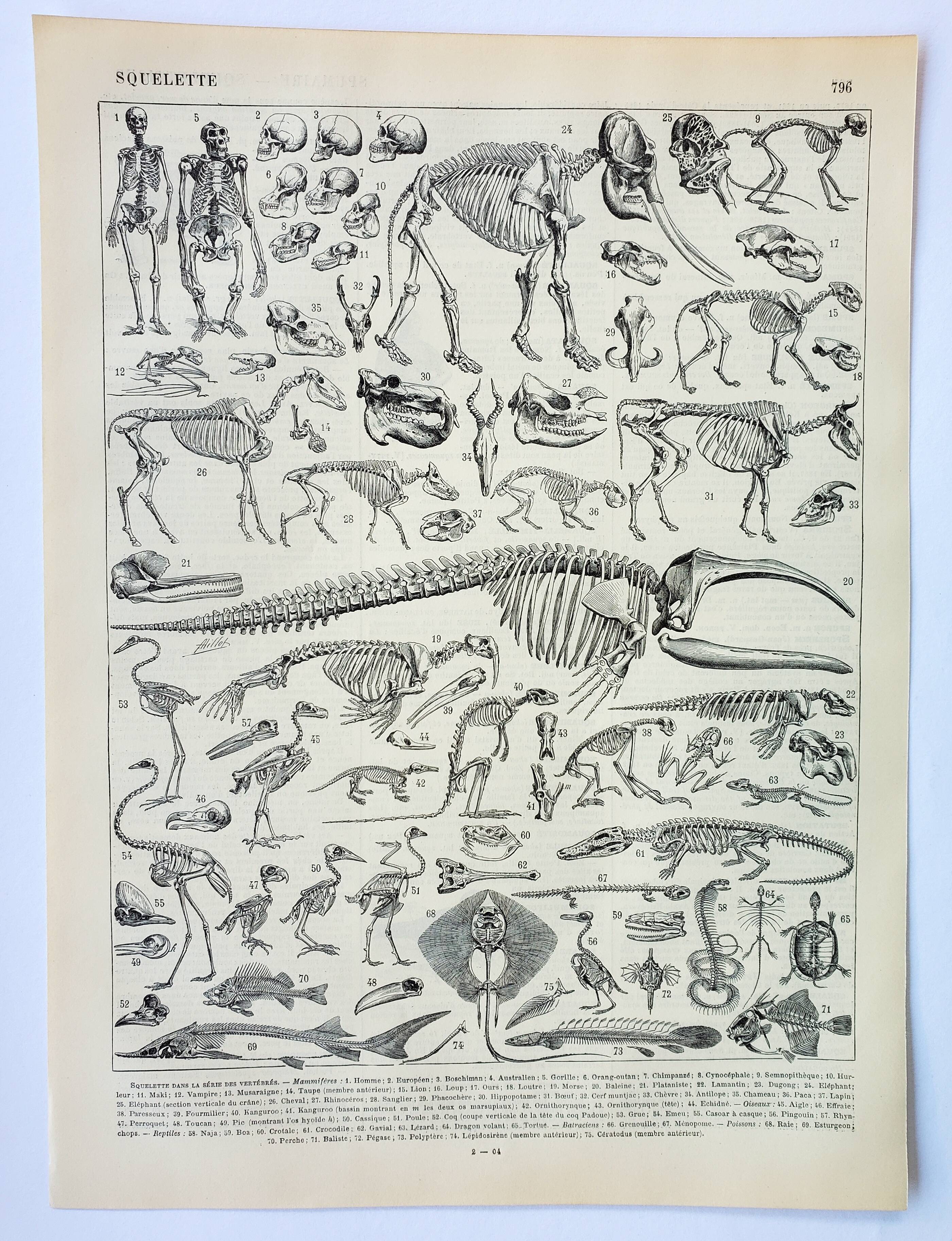 Old engraving 1898, Animal skeletons, anatomy • Lithograph, Original plate