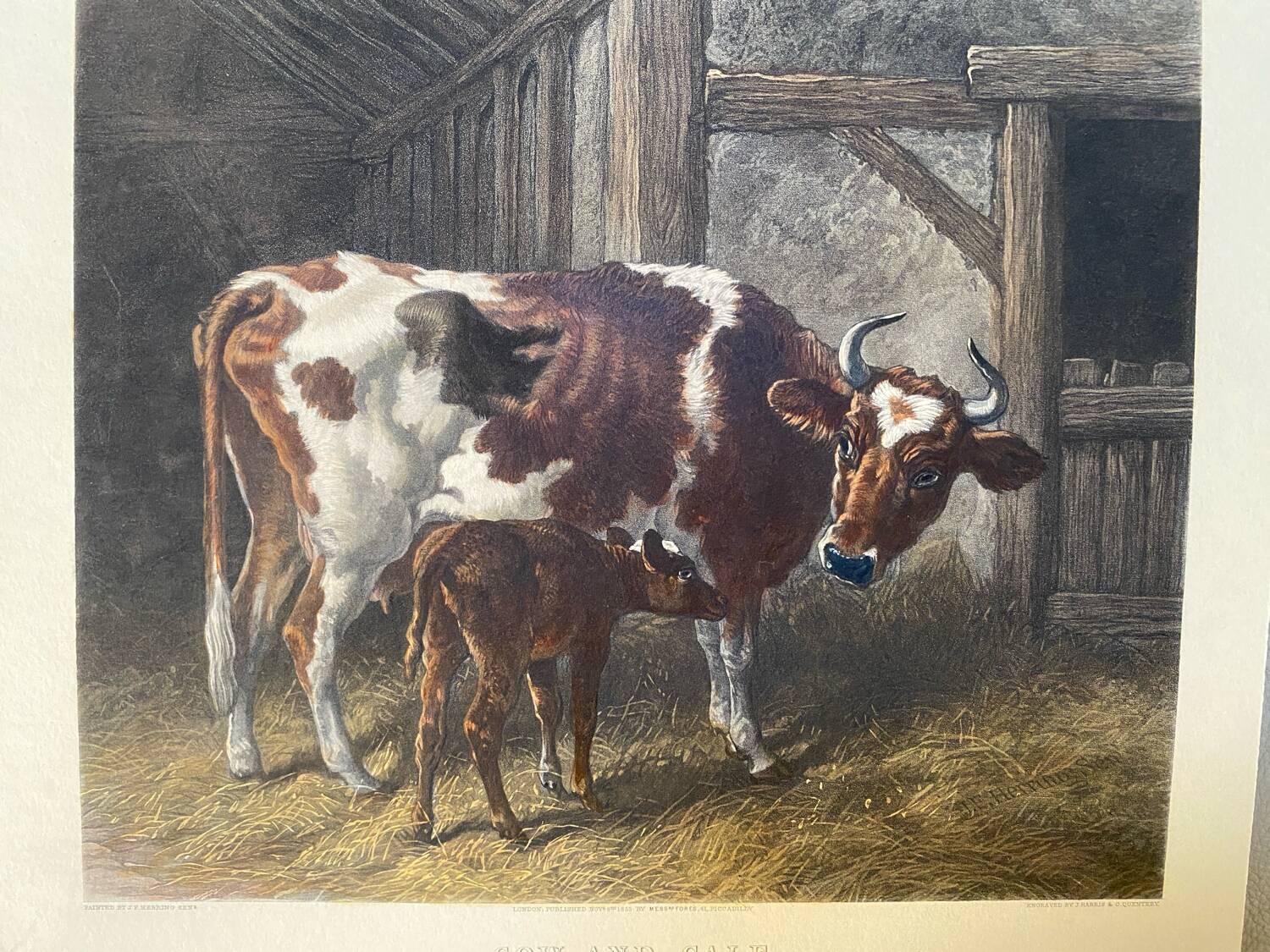 English colored engraving