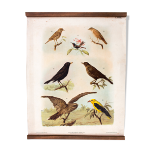 Affiche pédagogique oiseaux 1879