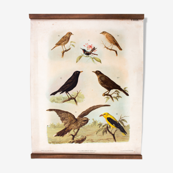 Bird educational poster  1879