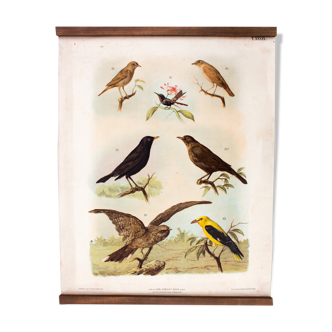 Affiche pédagogique oiseaux 1879