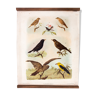 Bird educational poster  1879