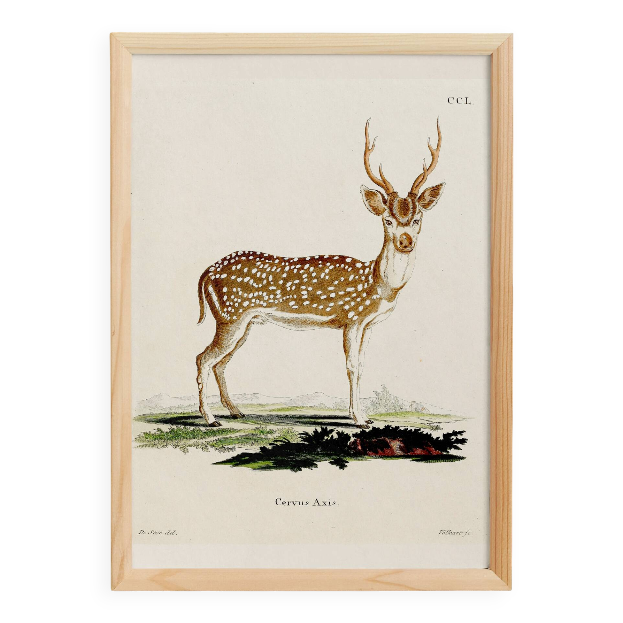 Poster about the axis deer, based on an old engraving from 1774.