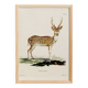 Poster about the axis deer, based on an old engraving from 1774.