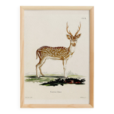 Poster about the axis deer, based on an old engraving from 1774.
