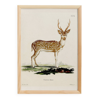 Affiche sur le cerf axis, d'après une gravure ancienne de 1774.