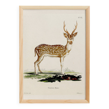 Affiche sur le cerf axis, d'après une gravure ancienne de 1774.