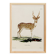Poster about the axis deer, based on an old engraving from 1774.
