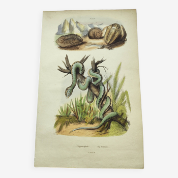 Old engraving from 1838 - Trigonocephalic snake - Original zoological plate