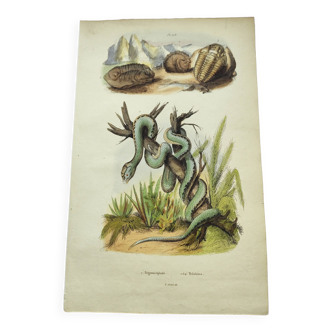 Gravure ancienne de 1838 -Serpent trigonocéphale- Planche zoologique original