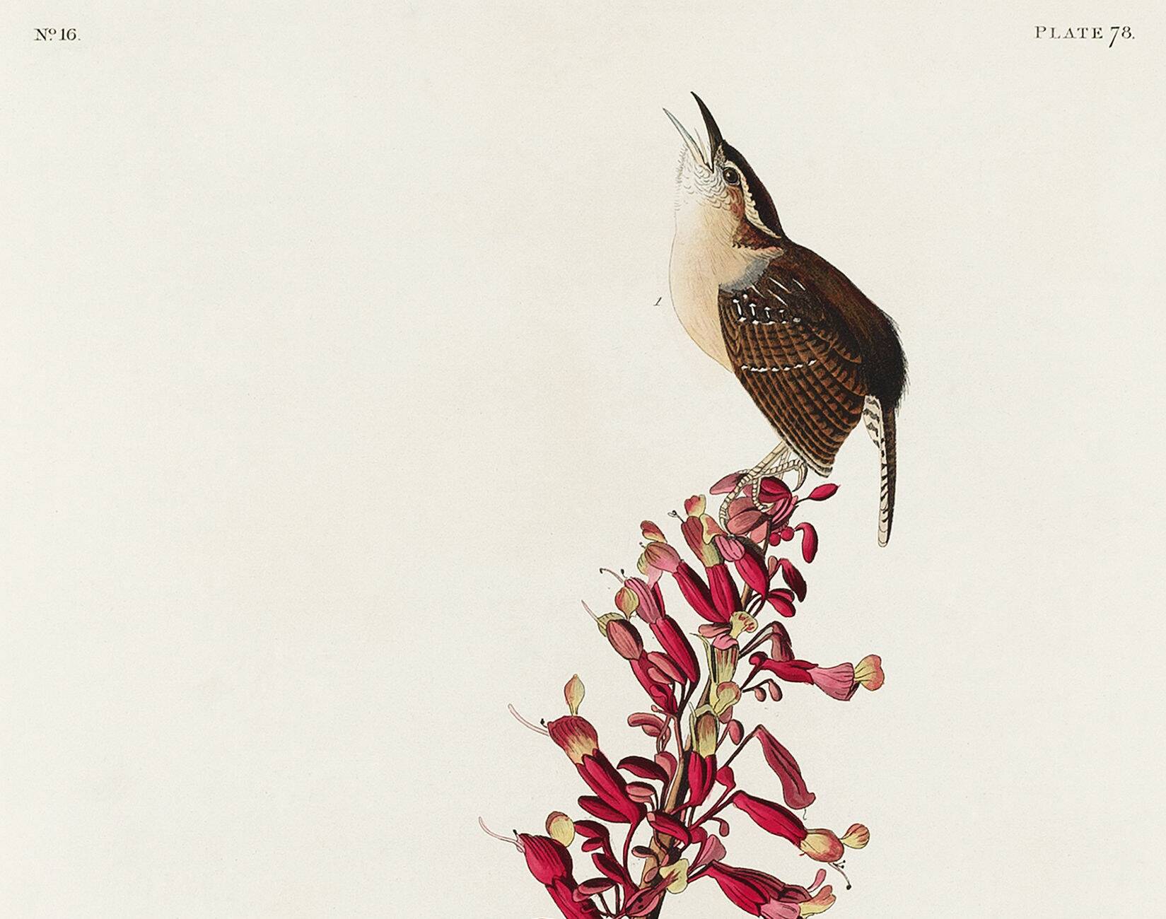 Poster about the Carolina wren, based on an old engraving from 1827