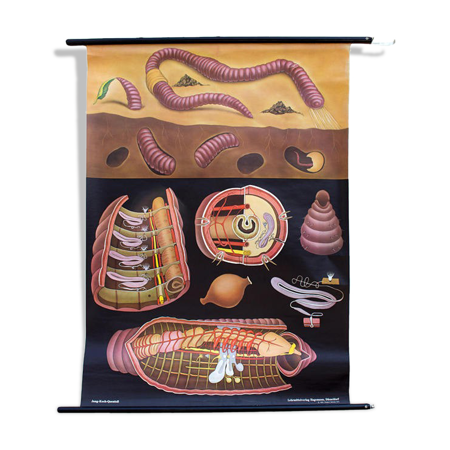 Affiche murale de l’école de Jung-Koch-Quentell erarthworm 1973