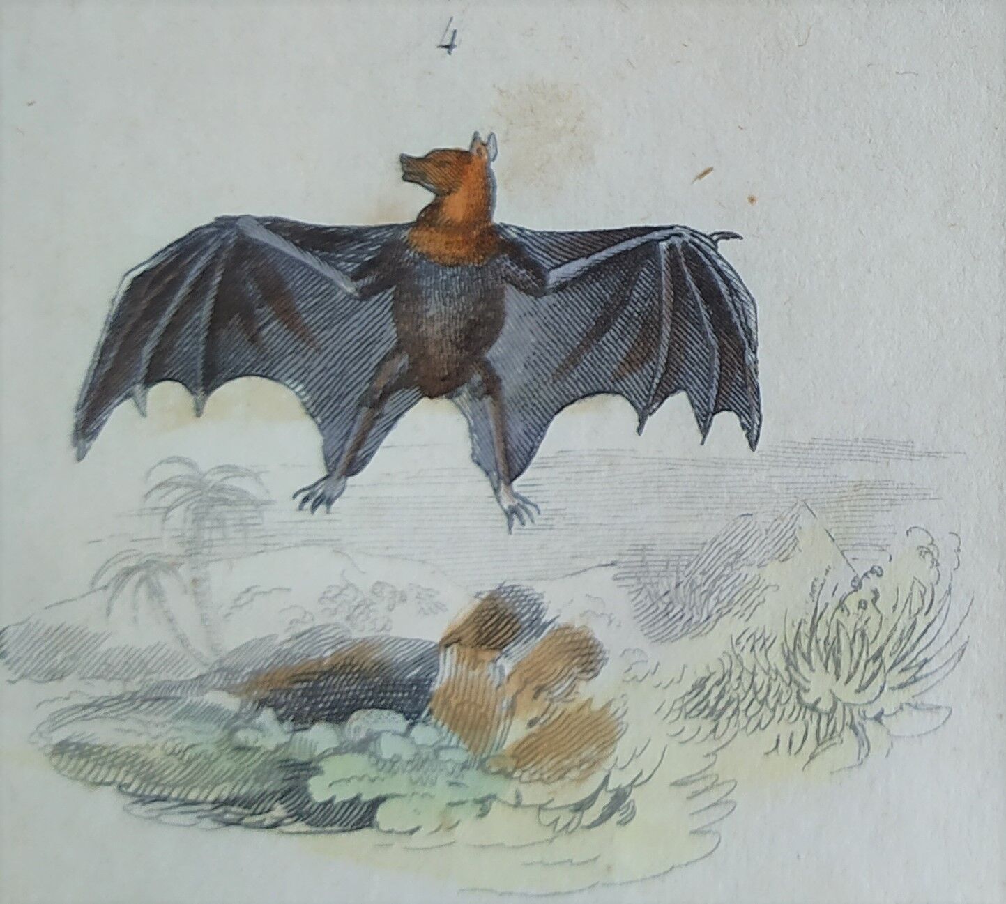 Planche Ornithologique originale " Chauve souris - Oreillard - &c... " Buffon 1836