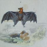 Planche Ornithologique originale " Chauve souris - Oreillard - &c... " Buffon 1836