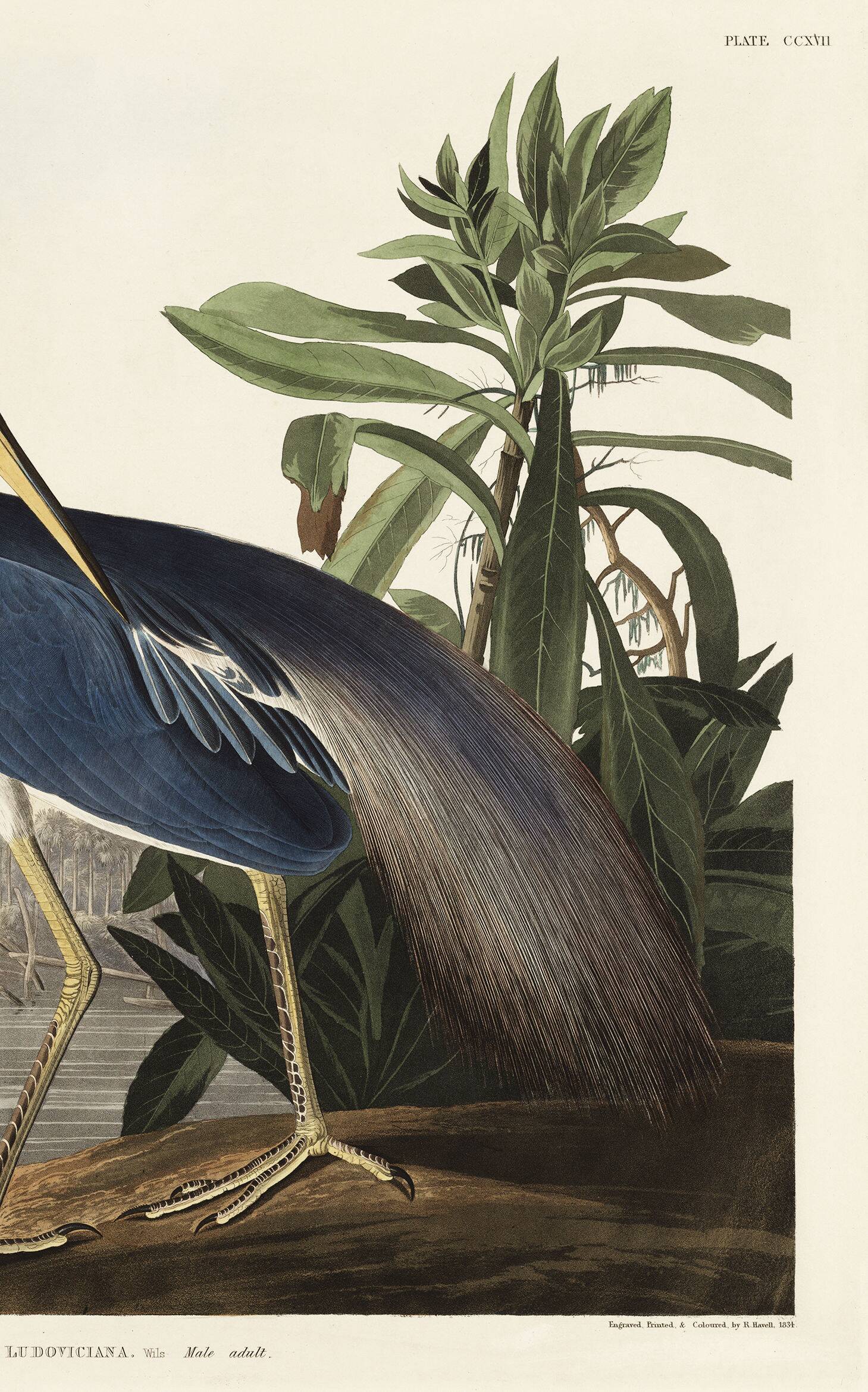 Poster on the Tricolour Heron, based on an old engraving from 1827.
