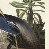 Poster on the Tricolour Heron, based on an old engraving from 1827.