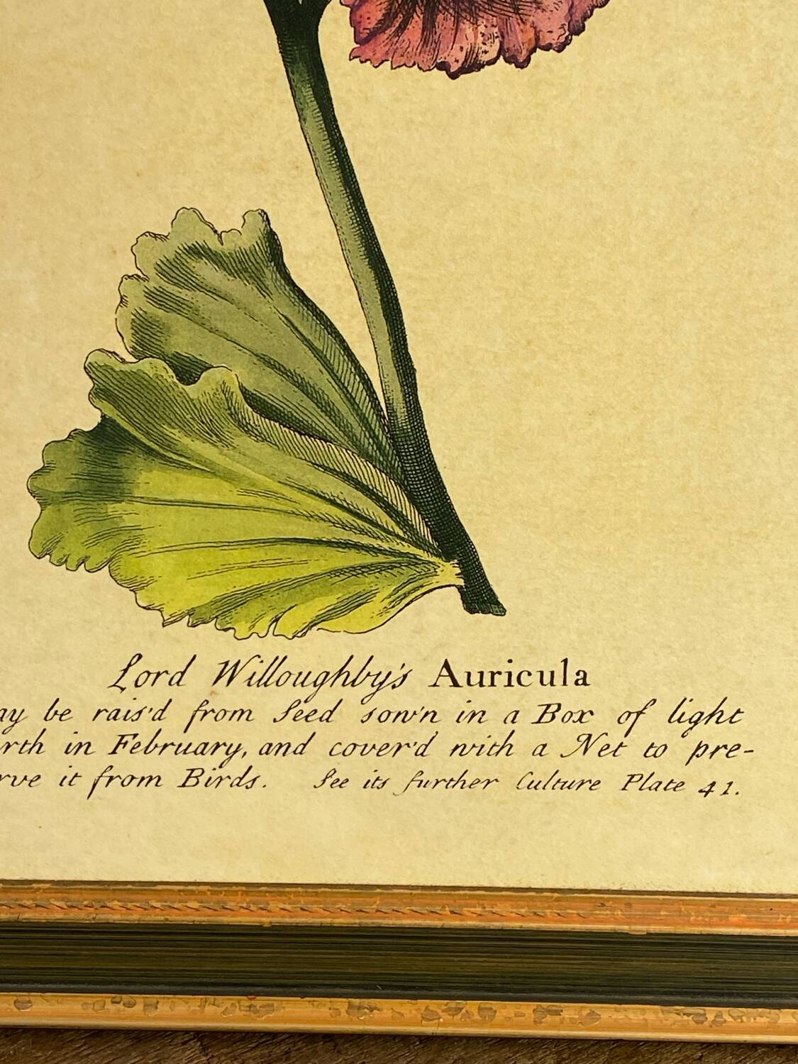 Botanical poster Auricula, after J.Duke