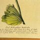 Botanical poster Auricula, after J.Duke