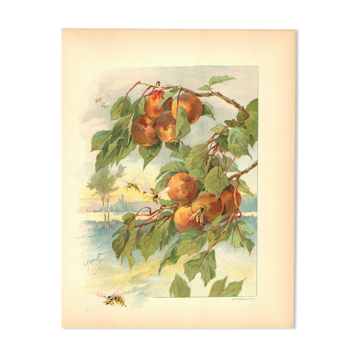 Art Nouveau Engraving 1896 - Peaches and Wasps by Fraipont. Botanical plate.