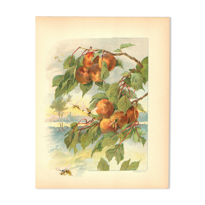 Gravure Art nouveau 1896 - Pêches et guêpes par Fraipont. planche botanique