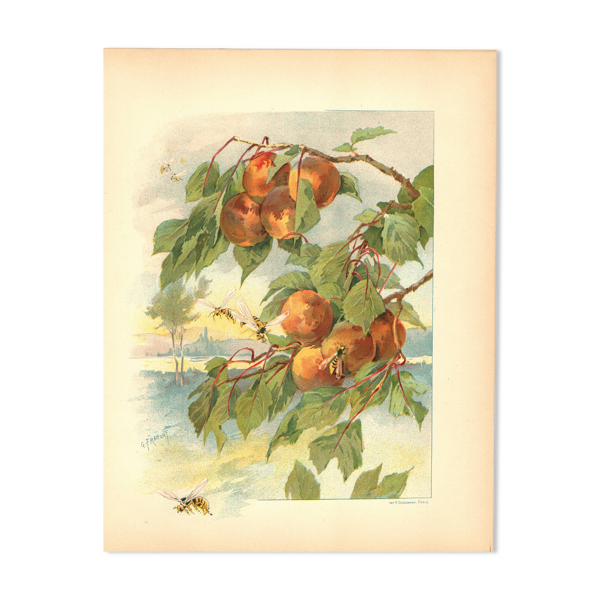 Gravure Art nouveau 1896 - Pêches et guêpes par Fraipont. planche botanique — Beyit
