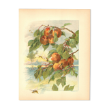 Art Nouveau Engraving 1896 - Peaches and Wasps by Fraipont. Botanical plate.