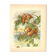 Gravure Art nouveau 1896 - Pêches et guêpes par Fraipont. planche botanique