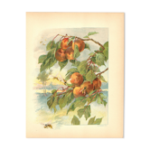 Gravure Art nouveau 1896 - Pêches et guêpes par Fraipont. planche botanique