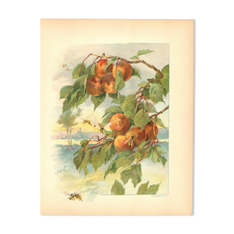 Art Nouveau Engraving 1896 - Peaches and Wasps by Fraipont. Botanical plate.