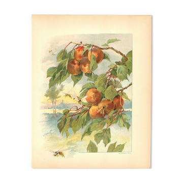 Art Nouveau Engraving 1896 - Peaches and Wasps by Fraipont. Botanical plate.