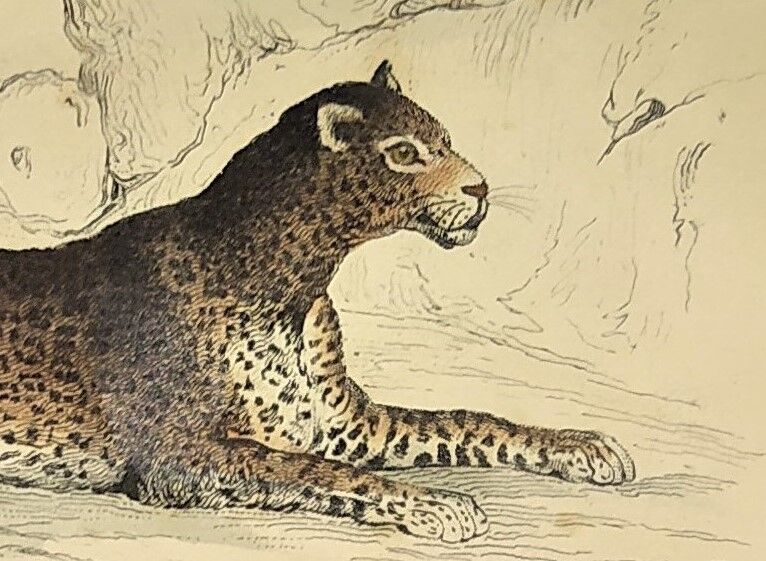 Original zoological plate of 1839 "leopard"
