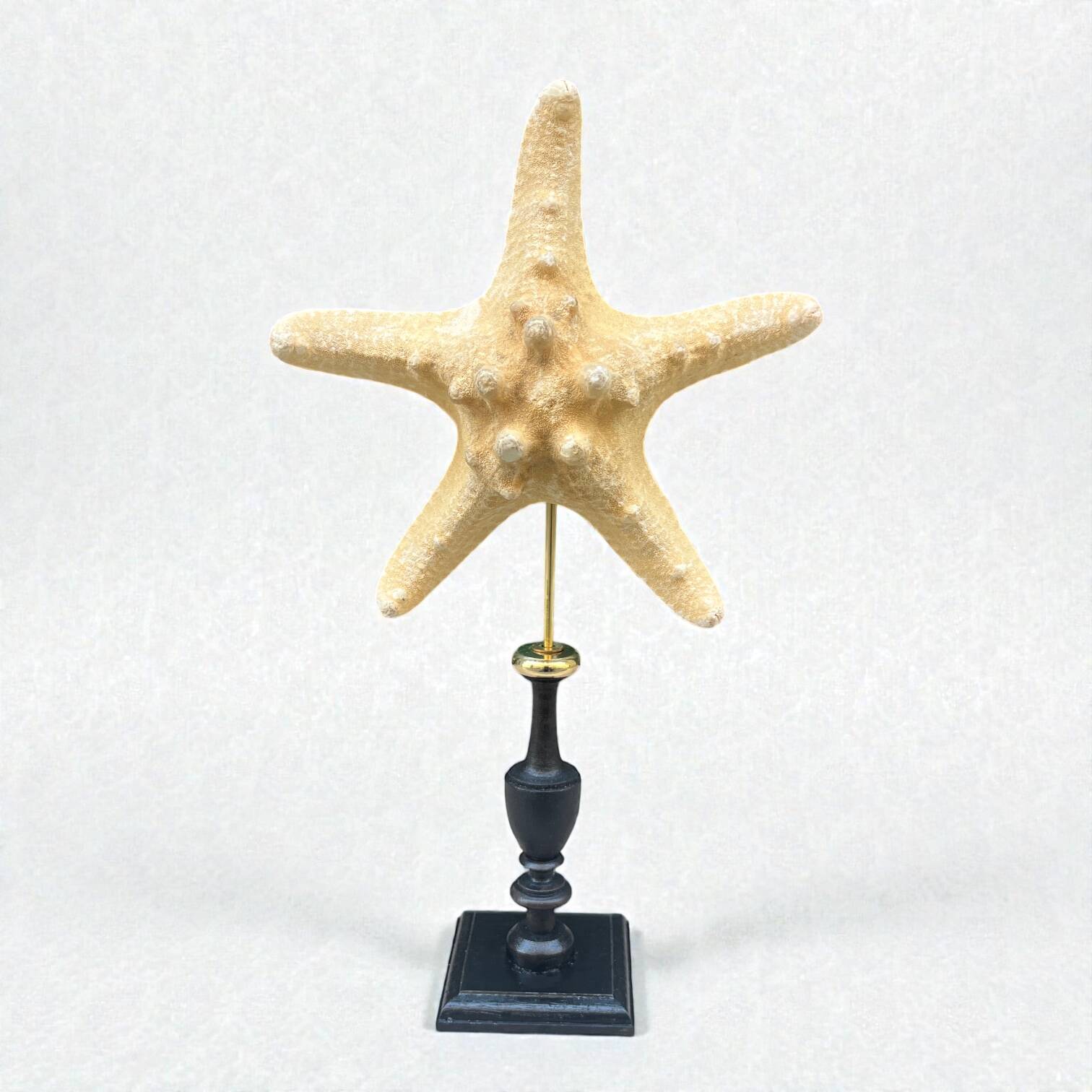 Starfish on a turned wooden base, late 19th century - cabinet of curiosities