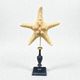 Starfish on a turned wooden base, late 19th century - cabinet of curiosities