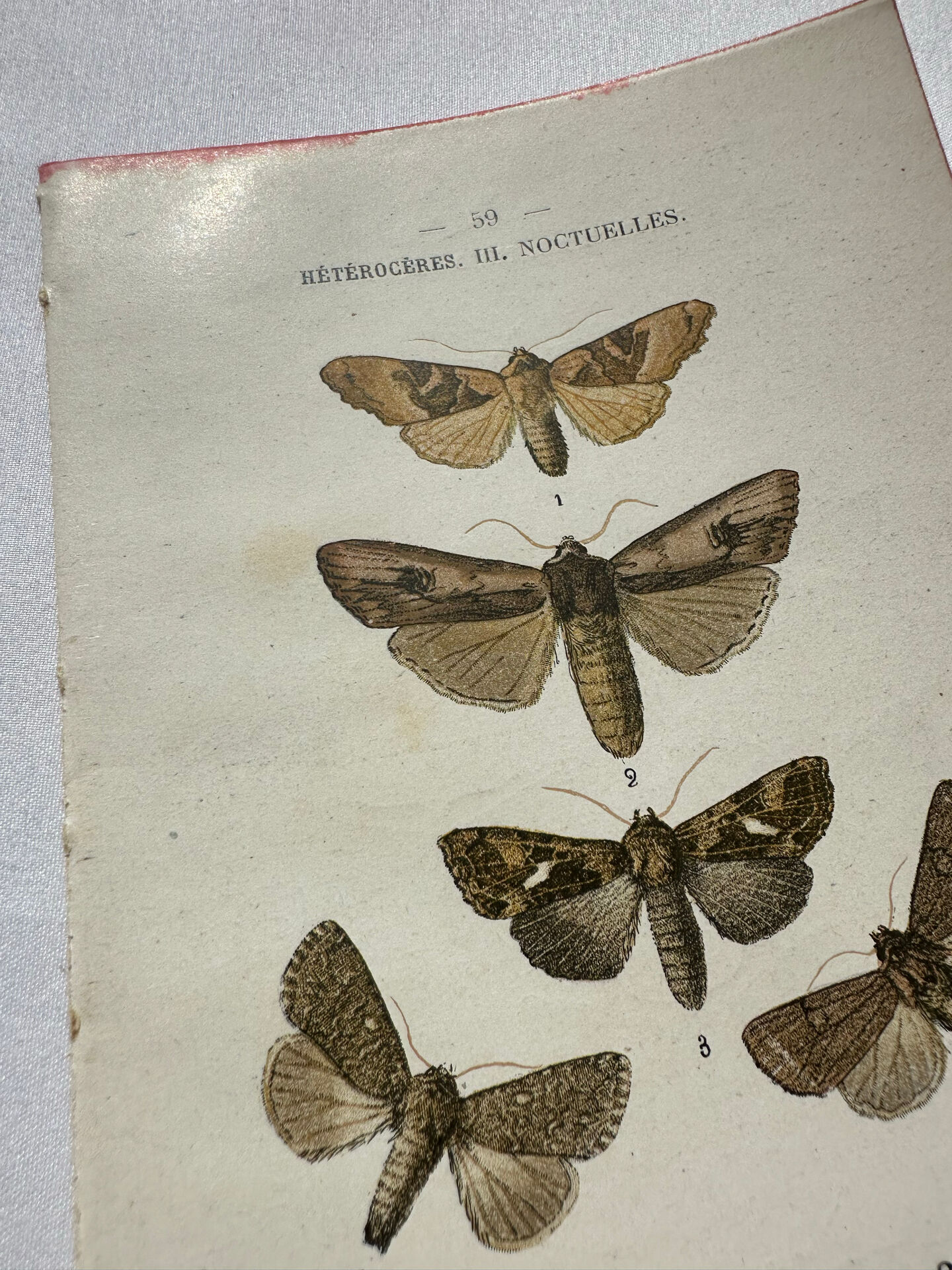 Botanical Plate 1800 Old naturalist engraving 19th century double-sided