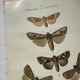 Botanical Plate 1800 Old naturalist engraving 19th century double-sided