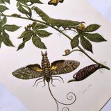 Vintage Illustration - Tropical Sphinx and Exotic Plant - by Merian