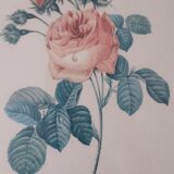 Rose drawing by Langlois