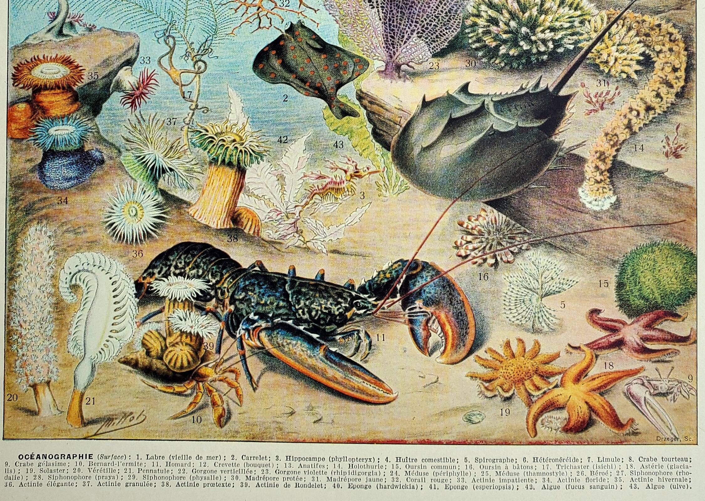 Old engraving 1928, Oceanography, marine fauna and flora • Lithograph, Original plate