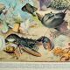 Old engraving 1928, Oceanography, marine fauna and flora • Lithograph, Original plate