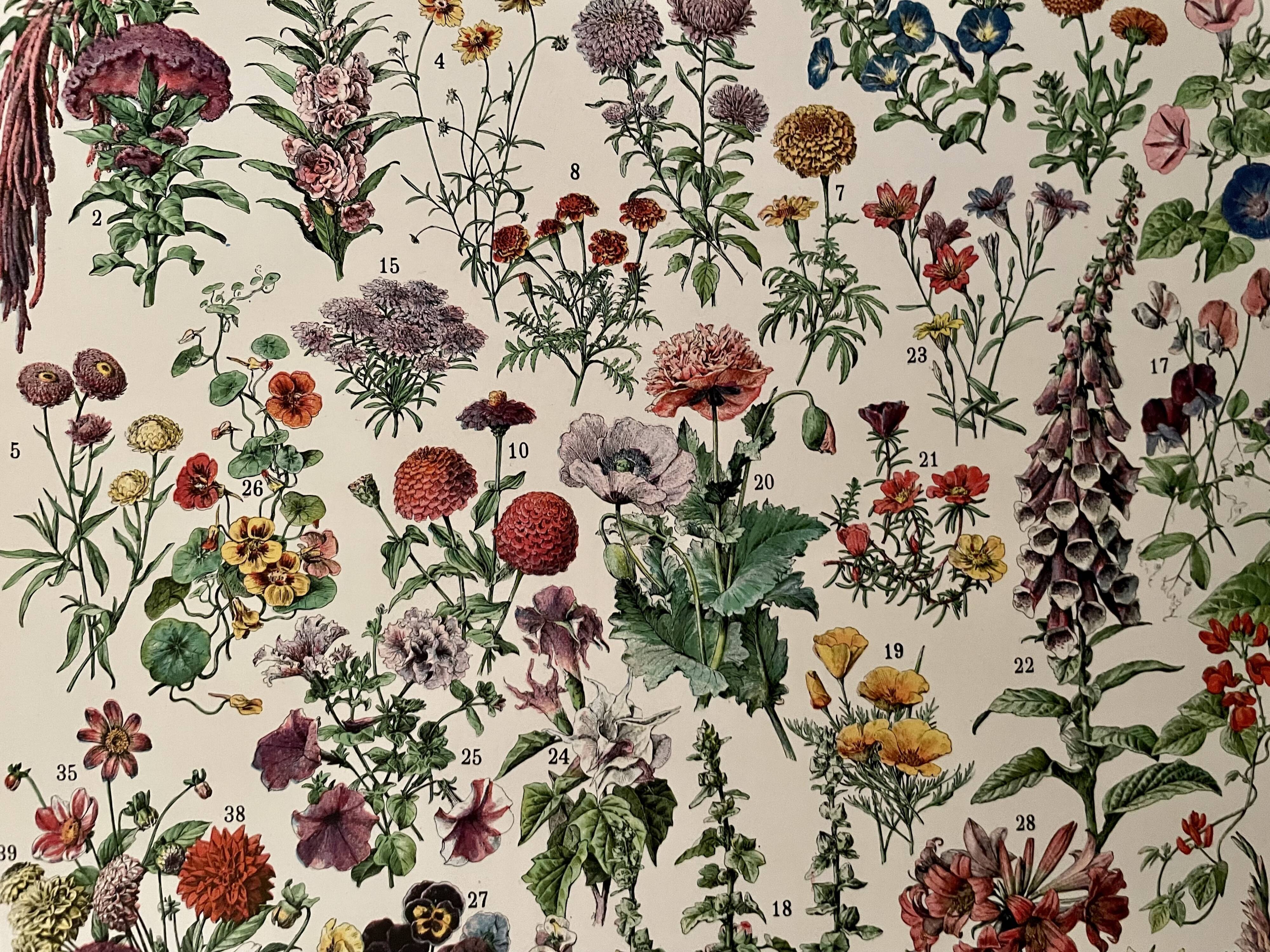 Lithograph on flowers from 1928, annuals and biennials plants