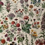 Lithograph on flowers from 1928, annuals and biennials plants