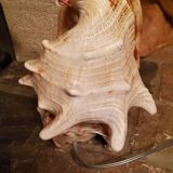 Shell lamp from the 50s