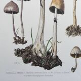 Illustration botanique Champignons  Anellaria Impression Vintage des années 60