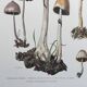 Botanical Illustration Mushrooms Anellaria Vintage Print 60s
