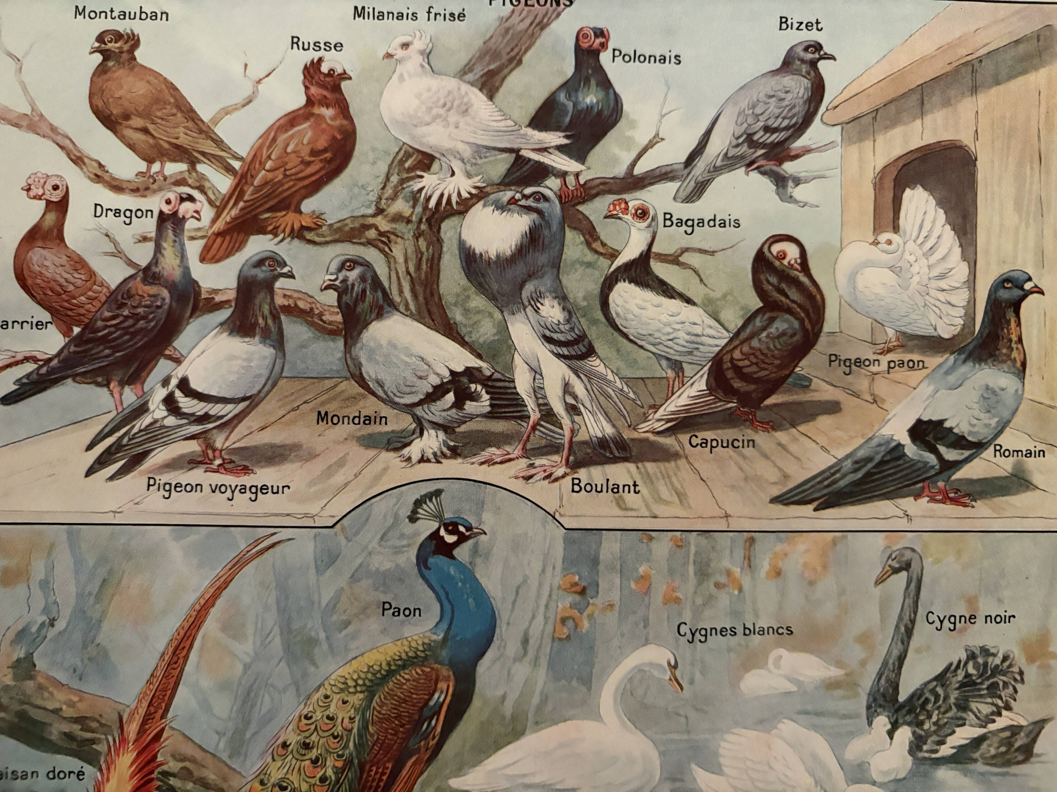 Vintage illustrated plate of farmyard birds - 1920